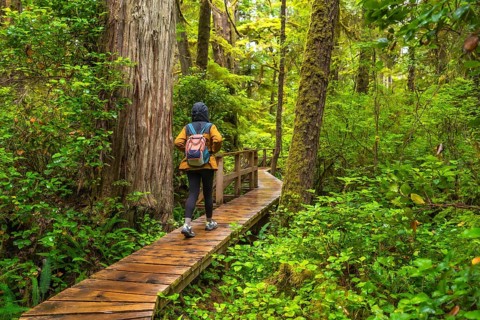 Female tourist walking alone along a wooden boardwalk path through a lush rainforest near ucluelet,