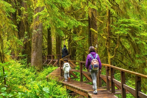 Tourists enjoying a leisurely walk through a lush rainforest on a wooden walkway, surrounded by