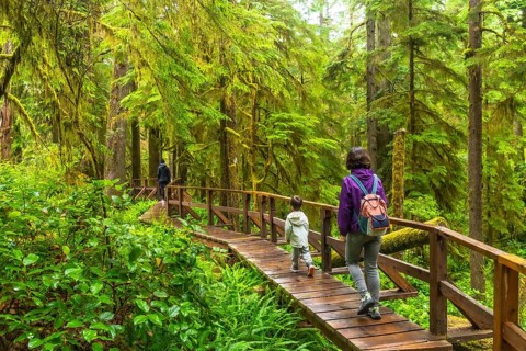 Tourists enjoying a hike through a lush rainforest on a wooden walkway, surrounded by vibrant green