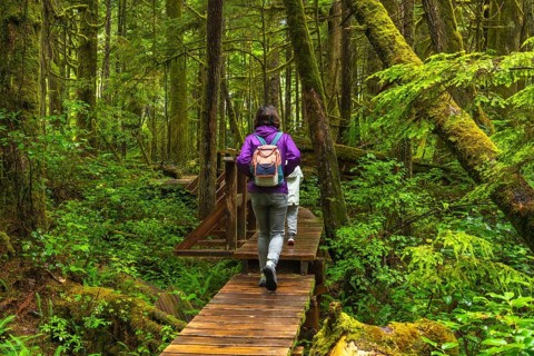 Two tourists with backpacks hiking along a wooden boardwalk trail in a lush ucluelet rainforest,