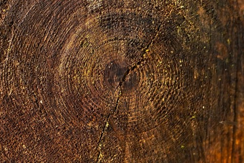 Close up view of a tree trunk cross section revealing intricate growth rings, a prominent crack,