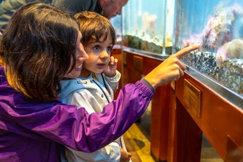 Mother pointing at fish tank, sharing educational moment with her son at the aquarium, fostering