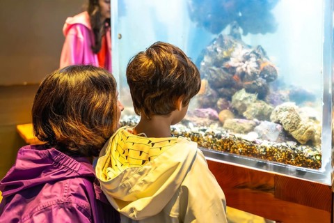 Mother and her son are captivated by the wonders of the ocean, observing a diverse array of marine