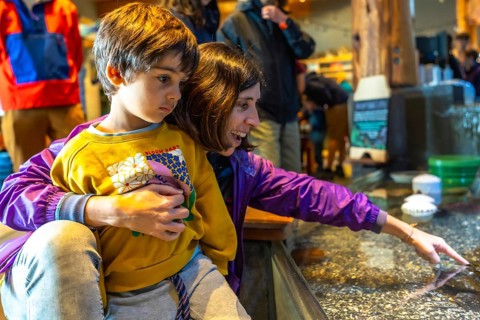 Mother holding her son while pointing at fascinating aquatic animals in a touch tank, fostering a