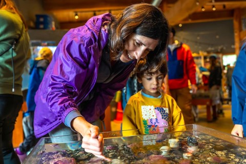 Mother pointing at marine life in a touch tank, sharing an educational moment with her son at an