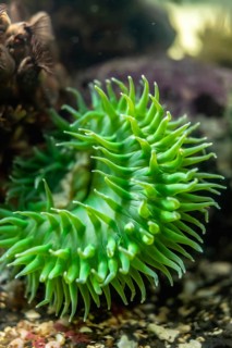 Giant green sea anemone showing its beautiful tentacles in aquarium, creating a mesmerizing