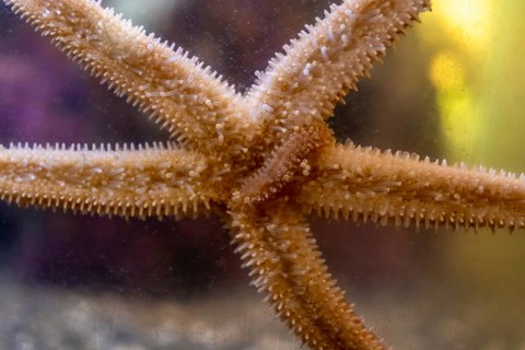 Close up view of a starfish gripping the glass of an aquarium tank, revealing intricate details of