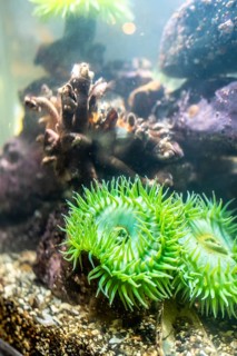 Giant green sea anemone anthopleura xanthogrammica growing on a rock in a large aquarium with other