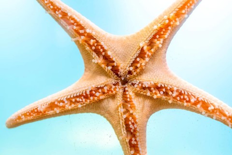 Close up of a starfish clinging to the glass wall of an aquarium, its intricate details and vibrant