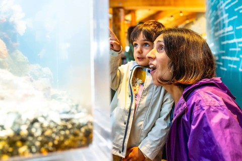 Mother and child are captivated by the underwater world, pointing at colorful fish swimming in a