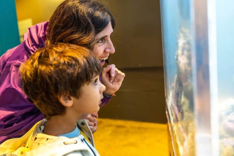 Mother and son are enjoying a day at the aquarium, marveling at the colorful fish and other marine