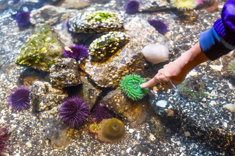 Child's finger pointing at a vibrant green sea anemone in a shallow touch tank filled with marine