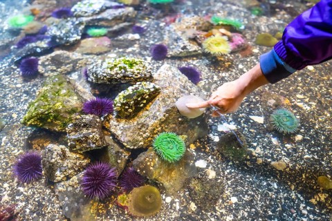Child's hand reaches into a tide pool aquarium, gently touching a rock amidst sea anemones, sea