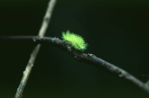 Caterpillar in Tambopata National Park in the Amazon Basin, Peru, South America, September 1997,
