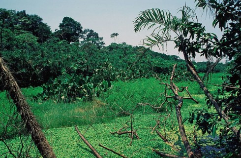 Jungle near Iquitos, Peru, South America, September 1997, vintage, retro, old, historic
