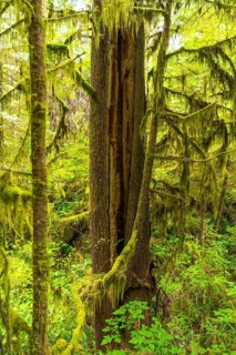 Lush green moss thrives on trees along the rainforest trail near ucluelet on vancouver island,