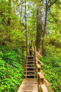 Wooden path with stairs and railings going through a lush green rainforest in ucluelet, a small