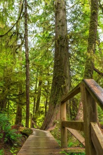 Wooden boardwalk is winding through a lush rainforest with moss covered trees and ferns in
