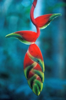 Colourful bloom in Tambopata National Park in the Amazon Basin, Peru, South America, September