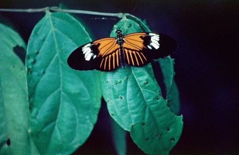 Butterfly in Tambopata National Park in the Amazon basin, Peru, South America, September 1997,