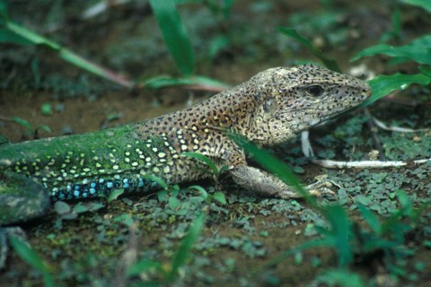 Lizard in Tambopata National Park in the Amazon Basin, Peru, South America, September 1997,