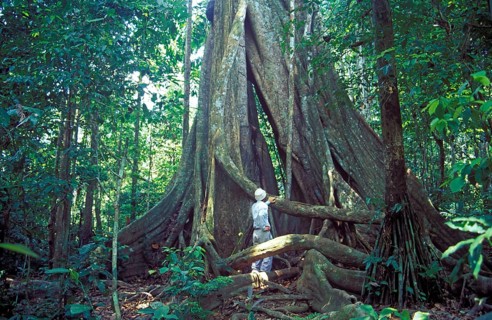 Man standing in front of giant trees in Tambopata National Park in the Amazon Basin, board roots,