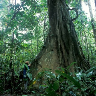Man standing in front of giant trees in Tambopata National Park in the Amazon Basin, Peru, South