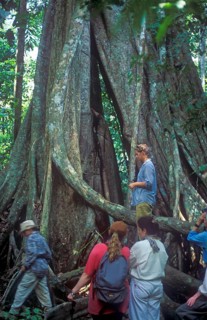 Travel group in front of giant trees in Tambopata National Park in the Amazon Basin, Peru, South