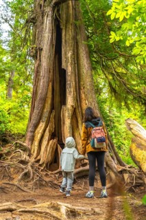 Mother and child marveling at a giant hollow western red cedar tree while exploring a rainforest