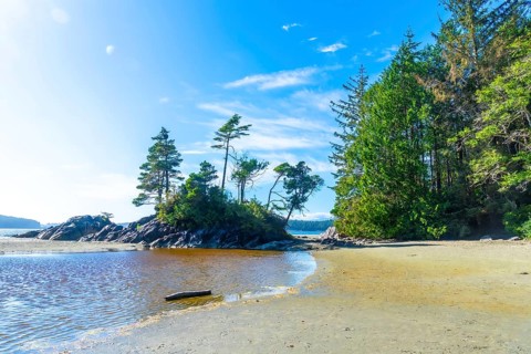 Coniferous trees growing on a small island near a sandy beach in tofino, vancouver island, british
