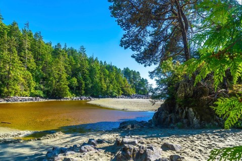 Shallow water reflecting the lush rainforest on a sunny summer day at tonquin beach near tofino,