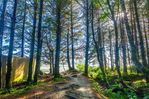 Sunlight filters through a lush green forest, illuminating a sandy path leading to a serene beach