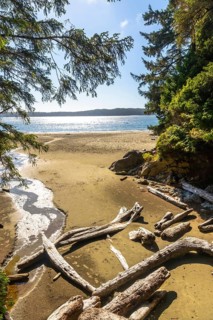 Sun is shining on a beautiful empty beach in tofino, british columbia, with driftwood logs