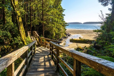 Sunlight filters through lush rainforest canopy, illuminating a wooden boardwalk descending towards