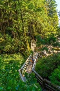 Two tourists are enjoying a leisurely walk on a wooden footbridge, surrounded by the vibrant green
