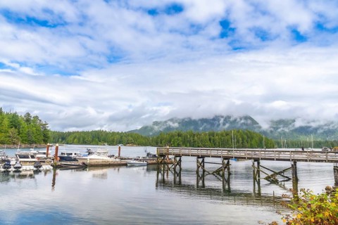 Tranquil harbor scene in tofino, british columbia, featuring a wooden pier, moored boats, lush