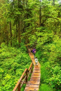 Tourists walking on a wooden boardwalk trail through lush rainforest in ucluelet on vancouver