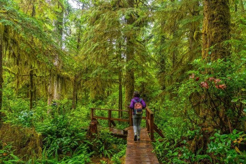 Female tourist with backpack walking on wooden path in rainforest trail near ucluelet on vancouver