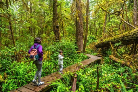 Tourists walking along a lush rainforest trail near ucluelet on vancouver island, canada, are