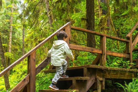 Young child ascending wooden steps on a lush rainforest trail, surrounded by vibrant green foliage