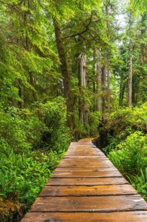 Wooden boardwalk winding through a lush green rainforest in ucluelet, british columbia, provides a