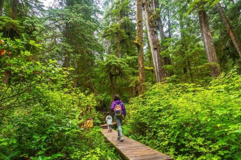 Tourists enjoying a leisurely walk along a wooden boardwalk through a lush rainforest trail near