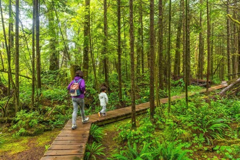 Mother and child walking on a wooden boardwalk in a lush green rainforest trail near ucluelet on