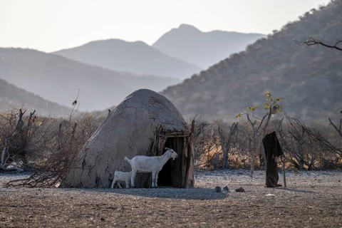 Goat, Himba huts, traditional Himba village in the savanna, arid countryside, Kaokoveld, Kunene,