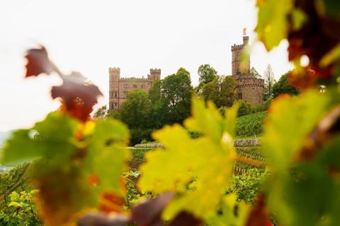 Castle and autumnal vineyards, Ortenberg Castle, Ortenberg, Kinzigtal, Ortenau, Black Forest,