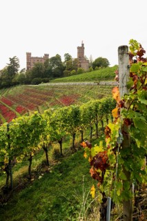 Castle and autumnal vineyards, Ortenberg Castle, Ortenberg, Kinzigtal, Ortenau, Black Forest,