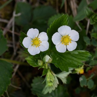 Wild strawberry (Fragaria vesca), in bloom, wild strawberry flower, two open white flowers next to