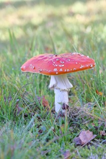Red fly agaric (Amanita muscaria), fruiting body, in a meadow, close-up, Wilnsdorf, North
