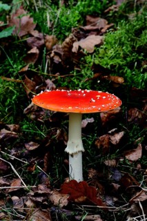 Red fly agaric (Amanita muscaria), fruiting body, in autumn leaves, close-up, Wilnsdorf, North