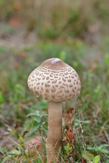 Parasol mushroom, Parasol or giant umbrella mushroom (Macrolepiota procera), closed cap, in a